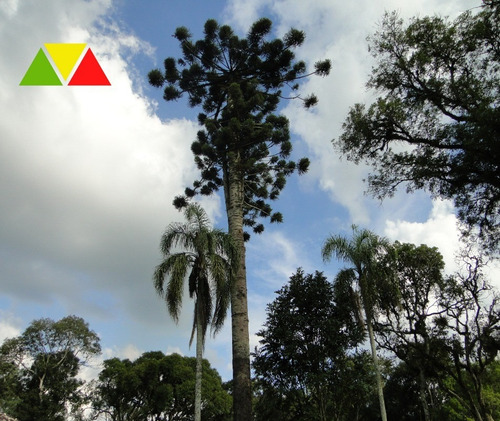 Imagem 17 de 30 de Chaçara Em Araucária. - Ch00097 - 34982946