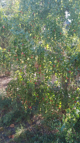 Venta De Chacra En Melilla