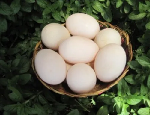 Huevos Fértiles Gallinas Brahma Pura