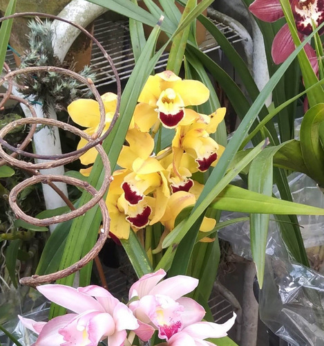Orquídeas Cymbidiuns Adultas - Varias Cores A Escolher
