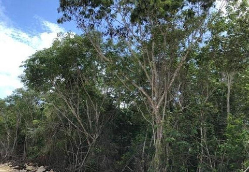 Imagen 2 de 7 de Terreno En Venta En Tulum