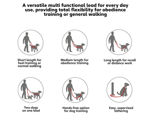 La Principal Compañía De Los Animales Del Entrenamiento Del