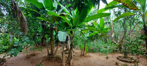 Chácara No Centro De Faria Lemos/mg Com 700m2, Com 2 Casas Uma Grande Em Alto Padrão E Uma Casa Menor, Com Piscina E Área Goumet E Pomar Com Muitas Frutas, Pronta Para Morar