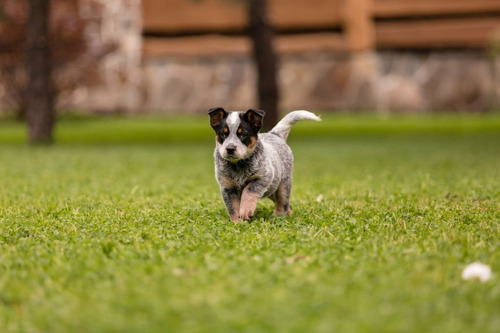 Cachorro Pastor Ganadero Australiano Puppy Perrito