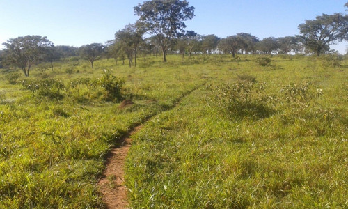 Fazenda A Venda 117 Hectares Com Granja Centro-oeste De Mg - 14532