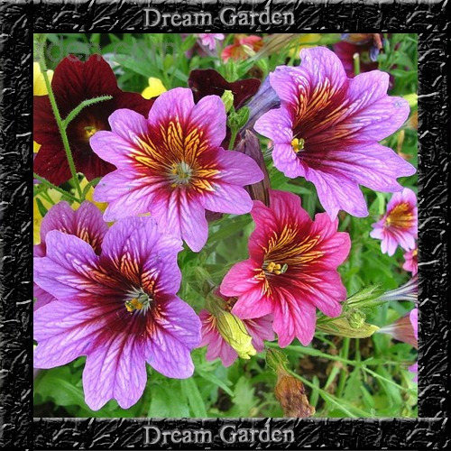 Painted Tongue Salpiglossis - Sementes Flor Para Mudas