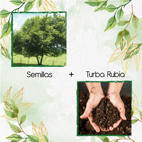 200 Semillas De Árbol Guácimo + Turba De Germinación 