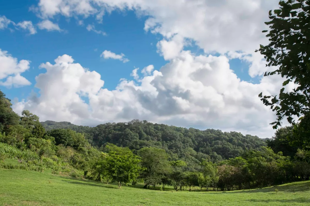 Buscamos 11 Familias Para Vivir (en Tranquilidad, Lejos Del Ruido) En El Bosque De Niebla De Coatepec Veracruz