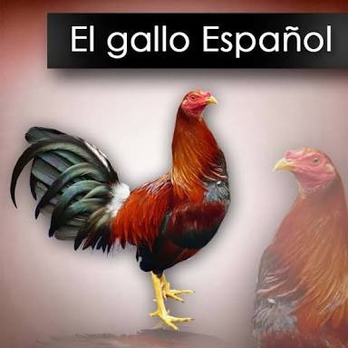 Gallo