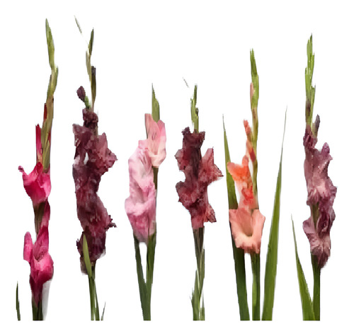 25 Bulbos De Gladiolas De Colores Variados