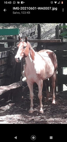 Imagem 1 de 4 de Vendo Cobertura Paint Horse Po