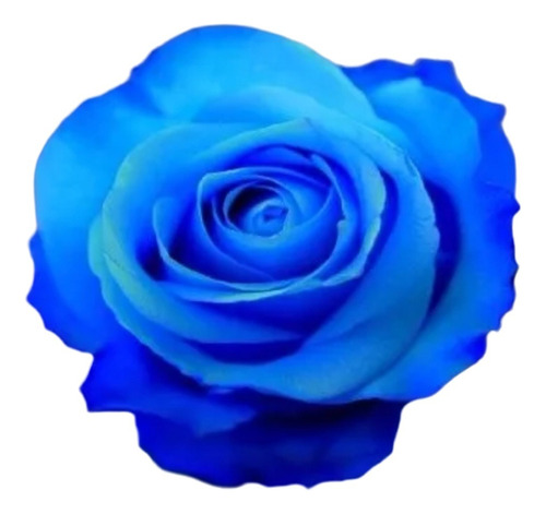 21 Sementes De Rosas Azuis (raras  Frete Gratis Todo Brasil)