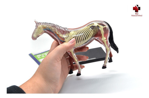 Imagem 4 de 8 de Anatomia Do Cavalo, Cachorro E Celula Animal 4d Master