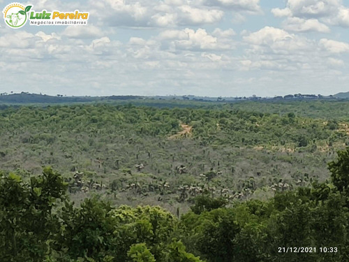 Imagem 2 de 8 de Fazenda À Venda De São Gabriel Do Oeste Ms - 554 Hectares (dupla Aptidão) - 2126