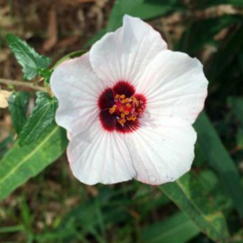 Malva Rosada - Pavonia Hastata - 4l