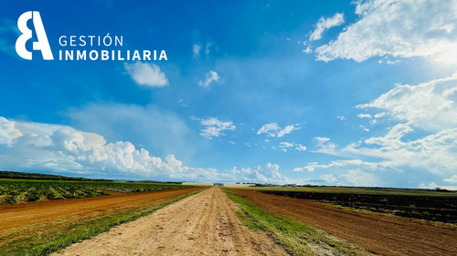 Imagen 3 de 11 de Terreno En Venta 1200 Hectareas Tekax, Yucatán. Ctv16.