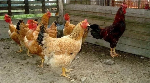 Ovos Galados Galinha Caipira