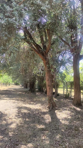 Imagen 16 de 30 de Venta Quinta Con Mejoras 2 Casas Pileta En General Rodriguez