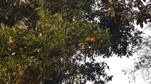 Chácara Para Venda Em Juquitiba, Flores, 3 Dormitórios, 3 Banheiros, 6 Vagas - Ch0008_1-1731254