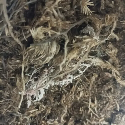 comprar Musgo Nacional Para Enriquecimiento Para Hamsters Jerbos Roe