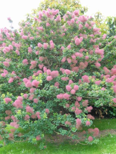 Árbol De Humo - Cotinus Coggygria - Cañuelas