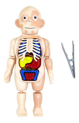 Torso Del Cuerpo Humano Órganos Extraíbles Anatomía 