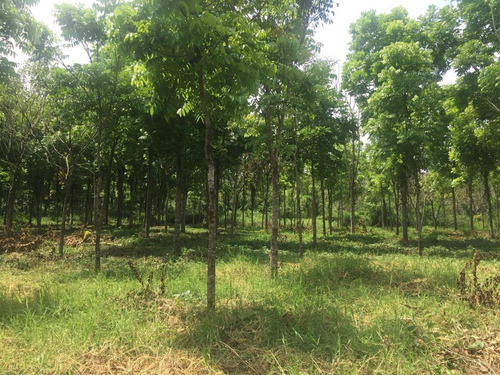 Rancho Forestal Y Ecoturístico En Venta En Palenque, Chiapas