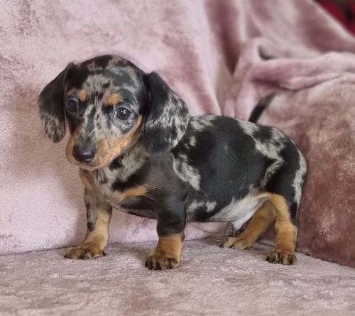 Imagen 2 de 6 de Hermoso Salchicha Mini Macho Arlequín Plata! Vacunado.