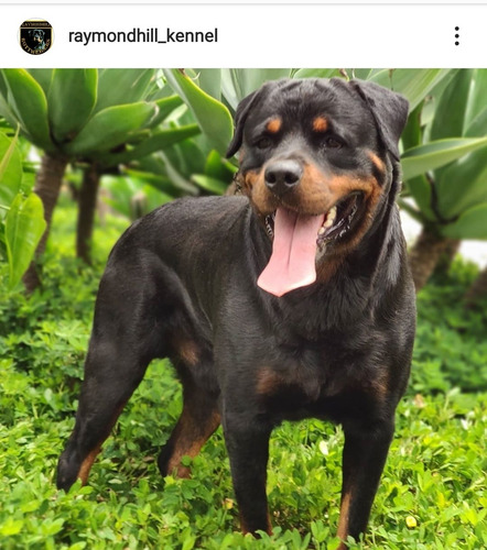 Rottweiler Macho Disponível Filhote