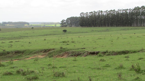 Chacra De 5has Cno. Del Anastasio - Altos De José Ignacio