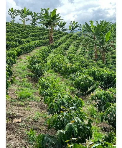 Se Vende Finca Cafetera Tecnificada En Armenia - Quindío
