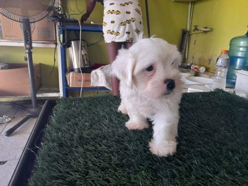 Imagen 5 de 5 de Cachorros Shih Poo