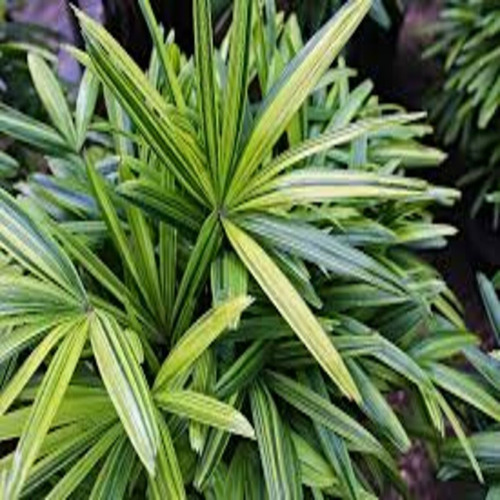 Rhapis Excelsa Variegata/diferencie Com O Raro!!!