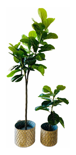  Planta Artificial Ficus Pandurata Set X 2 72 Y 150 Cms