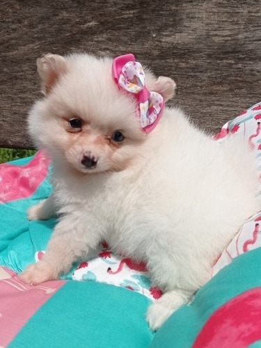 Filhote De Lulu Fêmea Com Pedigree AtestadoVeterinário