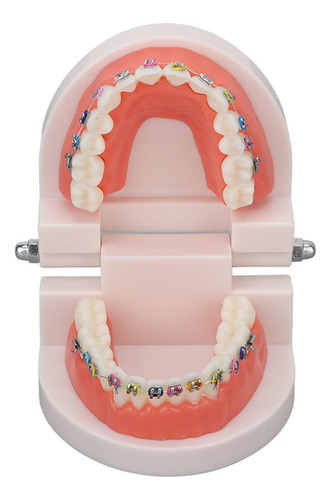 Dientes Modelo De Cuidado De Dientes Dentales, Modelo De