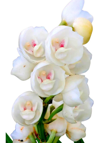 Muda Orquidea Pomba Branca Jardim Jardinagem | MercadoLivre 📦