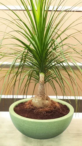 Pata De Elefante Beaucarnea Para Transformar Tu Hogar