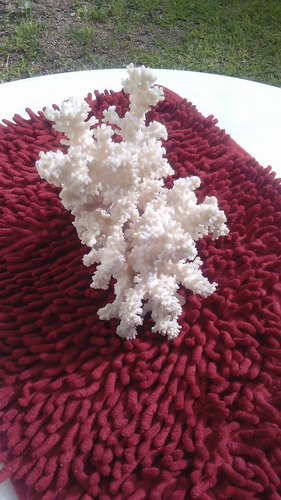 Coral Marino Blanco Real Deco Percebes Pecera Acuario Buzio (Usado)