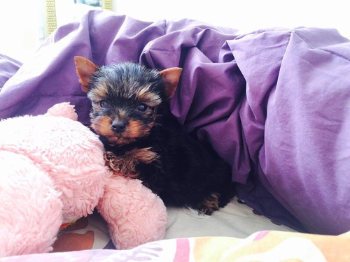 Legitimos Cachorritos Yorkshire Terrier Tea Cup Calidad A-1