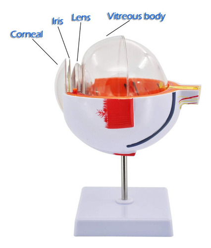Modelo Anatomía Ojo Humano Modelo De Globo Ocular Ampliado 6