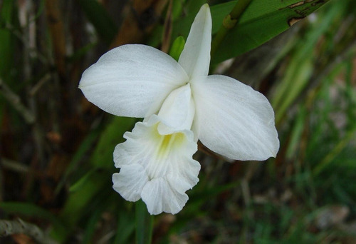 Muda De Orquídea Arundina Bambusifolia Branca 10 A 20cm | MercadoLivre