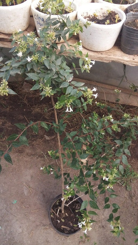 Abelia Grandiflora - 10 Lts. Vivero Rolocampo