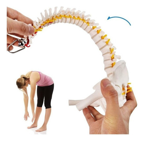 Columna Vertebral Humana De 45 Cm Con Pelvis Modelo Flexible