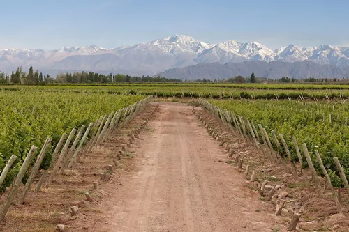 Cuarto Surco - Latente Blend ( Malbec - Cabernet Sauvignon )