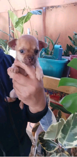 Chihuahua Hermosa Bebe 