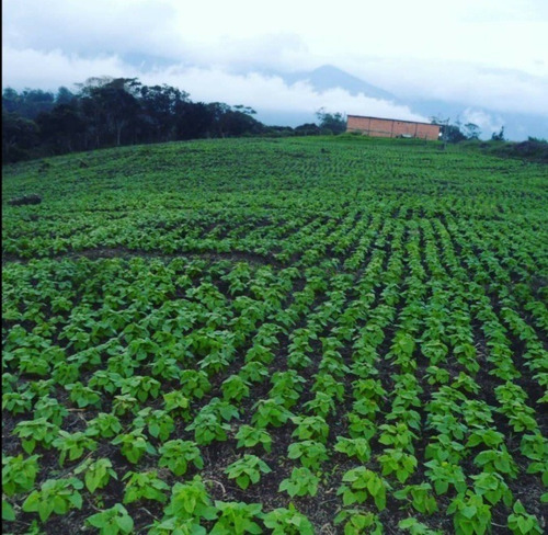 Imagen 2 de 13 de Finca En Venta Via Casa Del Padre Tachira Naciente Vialidad Excelente