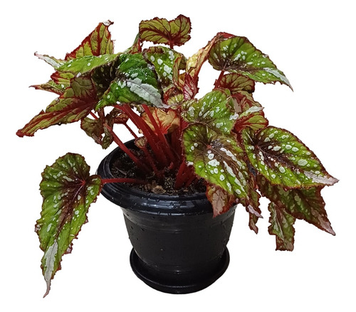 Planta De Interior Begonia
