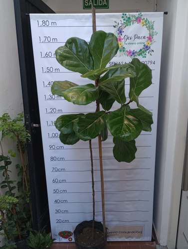 Ficus Pandurata Grande De 1.6mt Envío Caba Gratis Lyrata