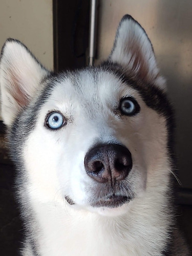 Cachorros Husky Macho